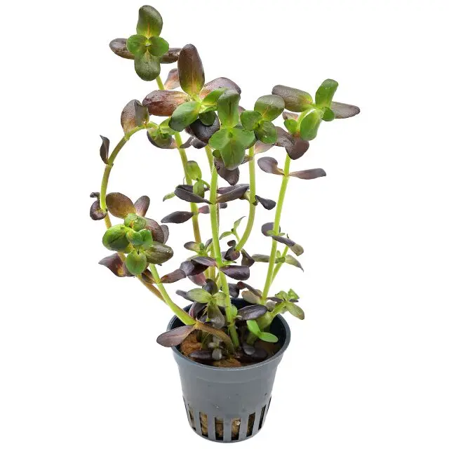 Bacopa Salzmanii